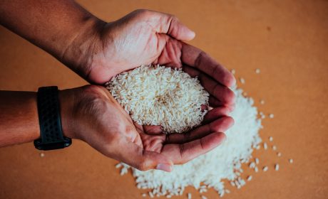 pair of hands scooping rice